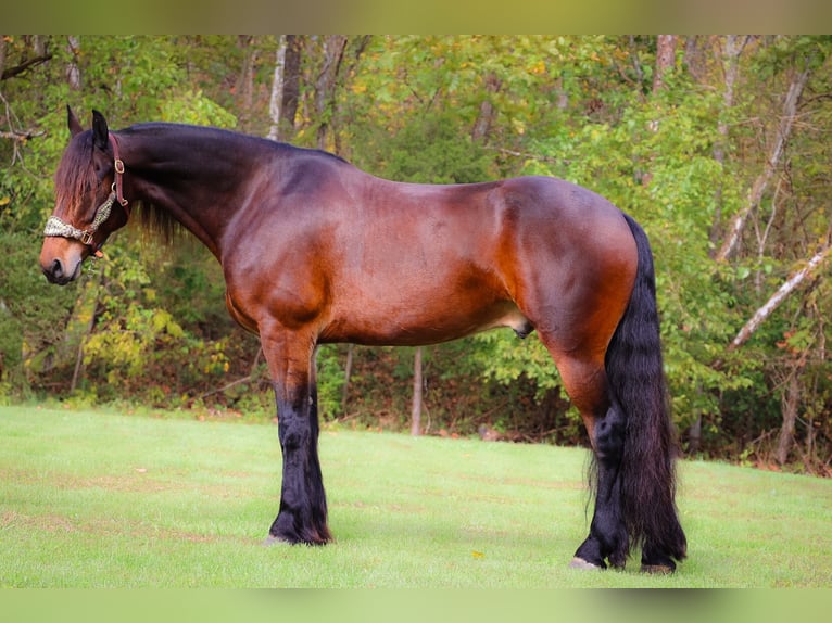 Cavallo Morgan Castrone 6 Anni 165 cm Baio ciliegia in Flemingsburg KY