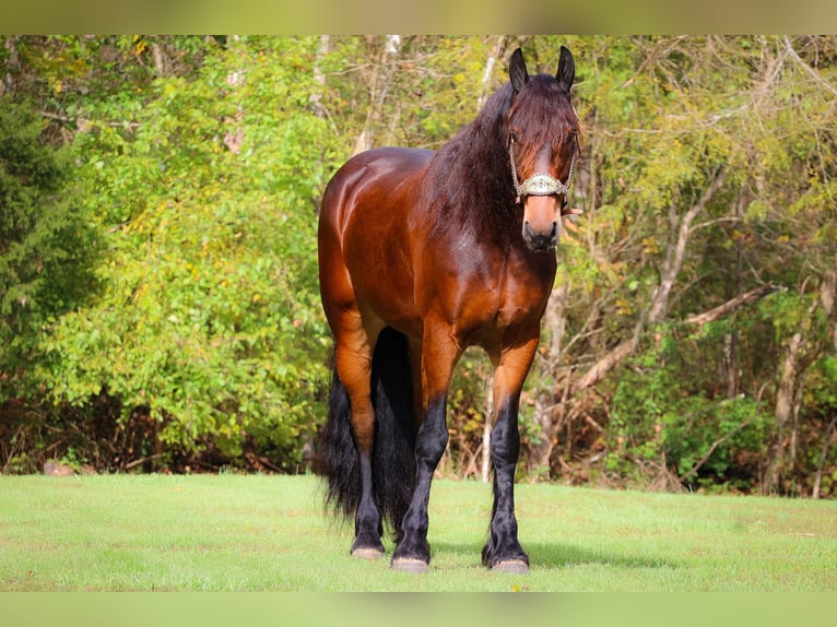 Cavallo Morgan Castrone 6 Anni 165 cm Baio ciliegia in Flemingsburg KY