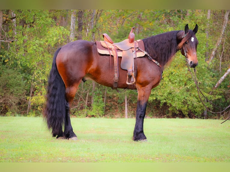 Cavallo Morgan Castrone 6 Anni 165 cm Baio ciliegia in Flemingsburg KY