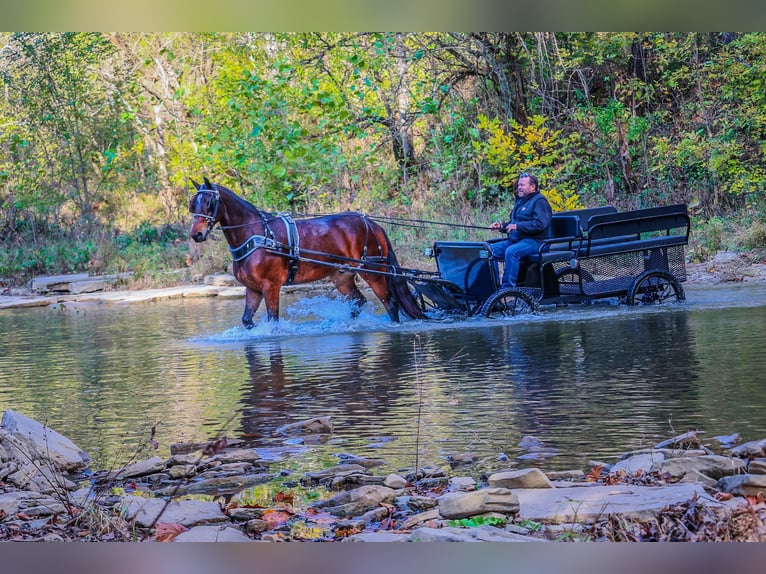 Cavallo Morgan Castrone 6 Anni 165 cm Baio ciliegia in Flemingsburg KY