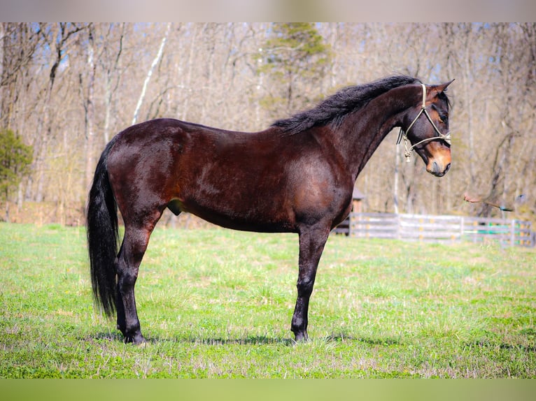 Cavallo Morgan Castrone 6 Anni Baio ciliegia in Flemingsburg KY