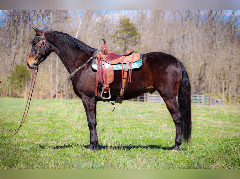 Cavallo Morgan Castrone 6 Anni Baio ciliegia in Flemingsburg KY