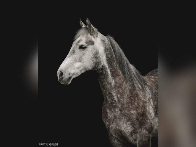 Cavallo Morgan Castrone 8 Anni 147 cm Grigio pezzato in Everette PA