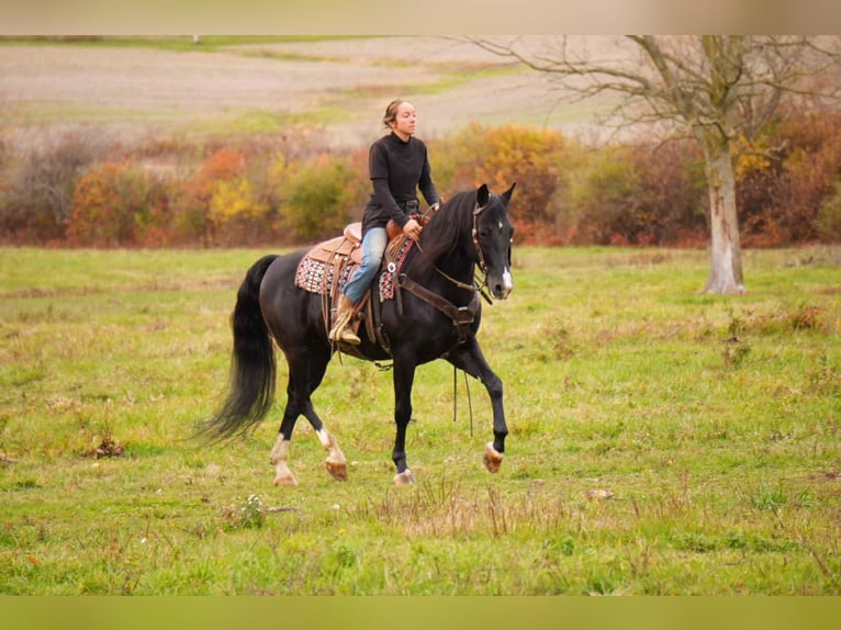 Cavallo Morgan Castrone 8 Anni 155 cm Morello in Fresno