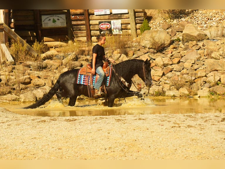 Cavallo Morgan Castrone 8 Anni 155 cm Morello in Fresno