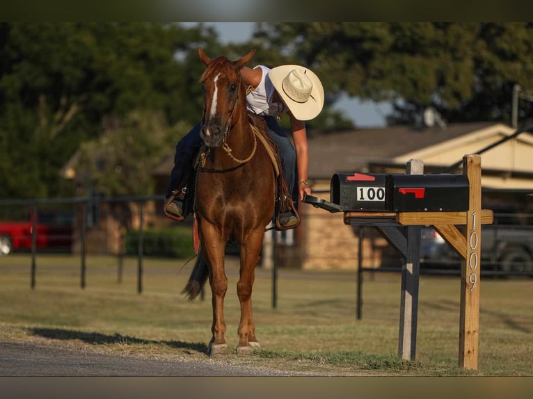 Cavallo Morgan Castrone 8 Anni 155 cm Sauro ciliegia in Joshua, TX