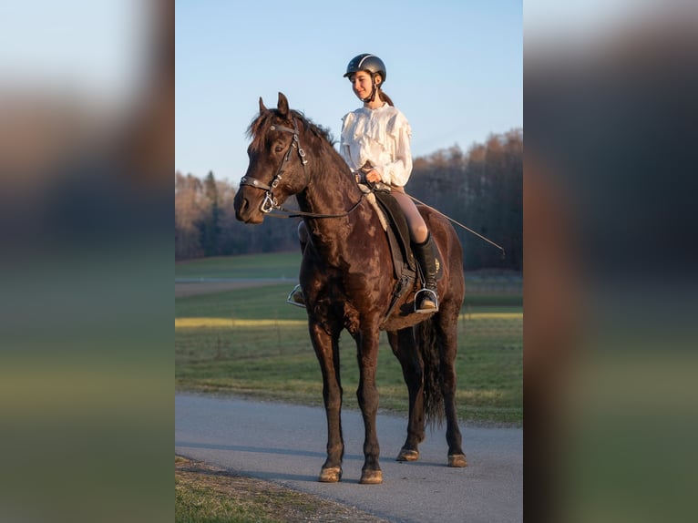Cavallo Morgan Castrone 8 Anni 158 cm Morello in Bad Schussenried