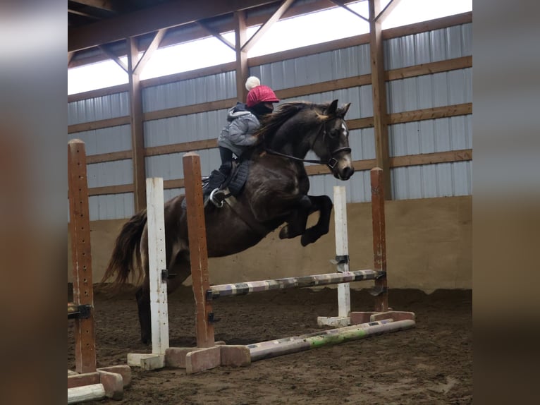 Cavallo Morgan Mix Castrone 9 Anni 145 cm Pelle di daino in Howell