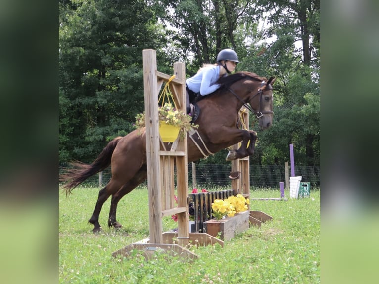 Cavallo Morgan Mix Castrone 9 Anni 145 cm Pelle di daino in Howell