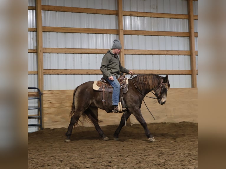 Cavallo Morgan Mix Castrone 9 Anni 145 cm Pelle di daino in Howell