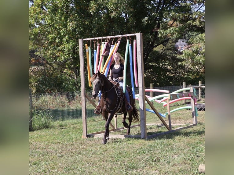 Cavallo Morgan Mix Castrone 9 Anni 145 cm Pelle di daino in Howell