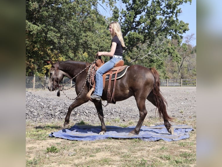 Cavallo Morgan Mix Castrone 9 Anni 145 cm Pelle di daino in Howell