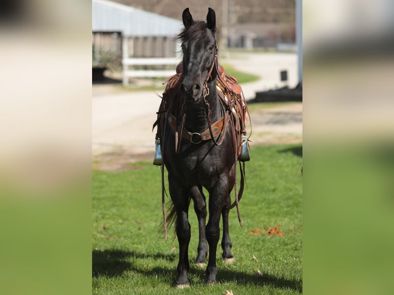 Cavallo Morgan Castrone 9 Anni 155 cm Roano blu in Charleston IL
