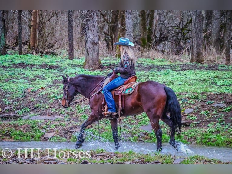 Cavallo Morgan Castrone 9 Anni 160 cm Baio ciliegia in FLEMINGSBURG, KY