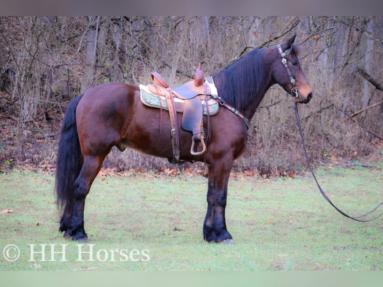 Cavallo Morgan Castrone 9 Anni 160 cm Baio ciliegia in FLEMINGSBURG, KY