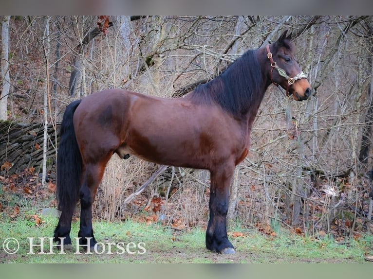 Cavallo Morgan Castrone 9 Anni 160 cm Baio ciliegia in FLEMINGSBURG, KY