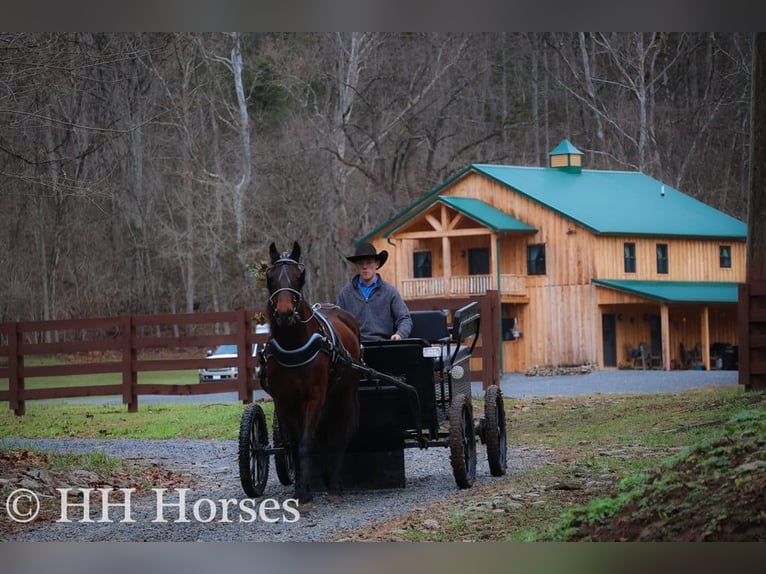 Cavallo Morgan Castrone 9 Anni 160 cm Baio ciliegia in FLEMINGSBURG, KY