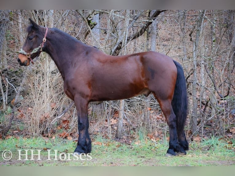 Cavallo Morgan Castrone 9 Anni 160 cm Baio ciliegia in FLEMINGSBURG, KY