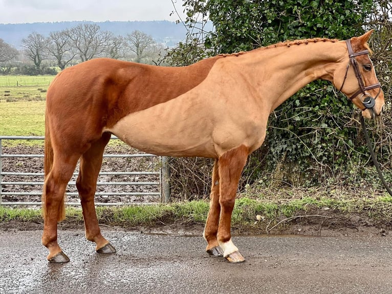 Cavallo Morgan Giumenta 10 Anni 60 cm Baio in Austin