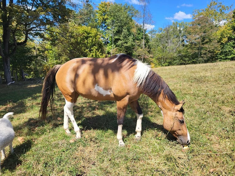 Cavallo Morgan Giumenta 10 Anni 60 cm Baio chiaro in Austin