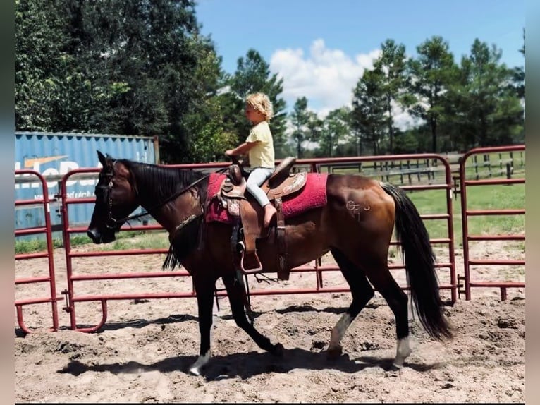 Cavallo Morgan Giumenta 15 Anni 152 cm Sauro ciliegia in Bronson