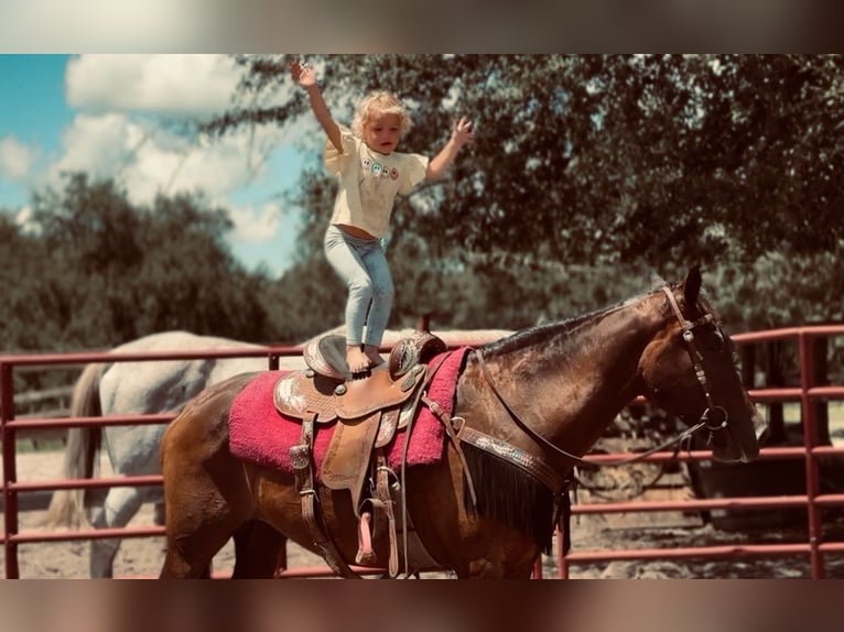 Cavallo Morgan Giumenta 15 Anni 152 cm Sauro ciliegia in Bronson
