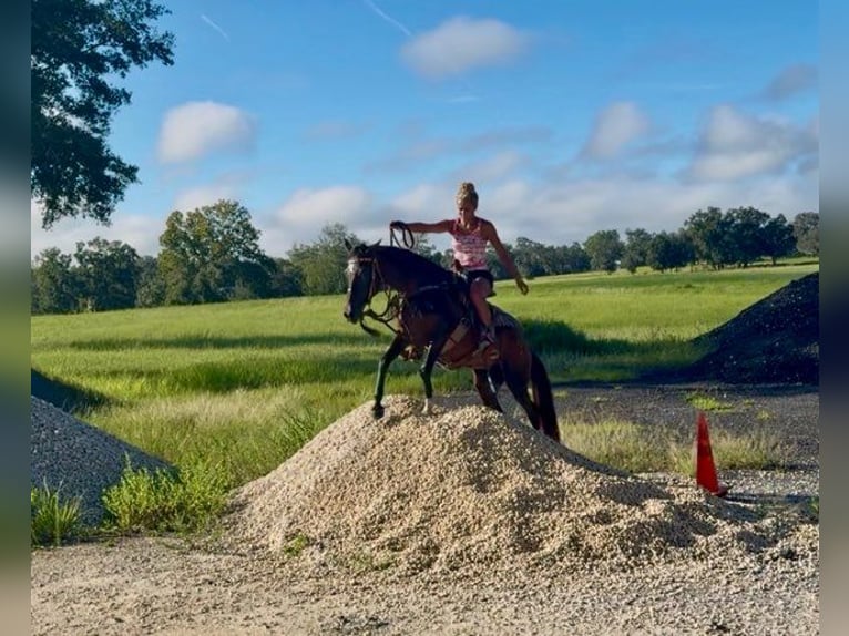 Cavallo Morgan Giumenta 15 Anni 152 cm Sauro ciliegia in Bronson