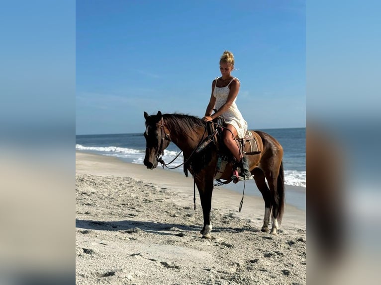 Cavallo Morgan Giumenta 15 Anni 152 cm Sauro ciliegia in Bronson