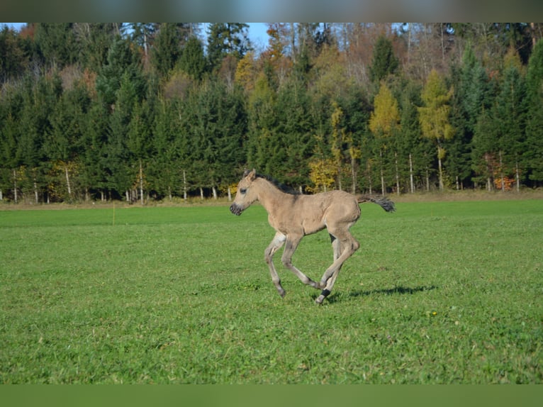Cavallo Morgan Giumenta 1 Anno 100 cm Grullo in Birmensdorf ZH