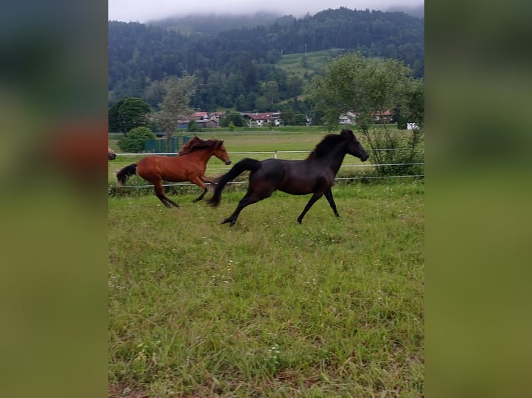 Cavallo Morgan Giumenta 1 Anno 150 cm Baio ciliegia in Oberstaufen