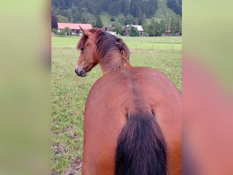 Cavallo Morgan Giumenta 1 Anno 150 cm Baio ciliegia in Oberstaufen