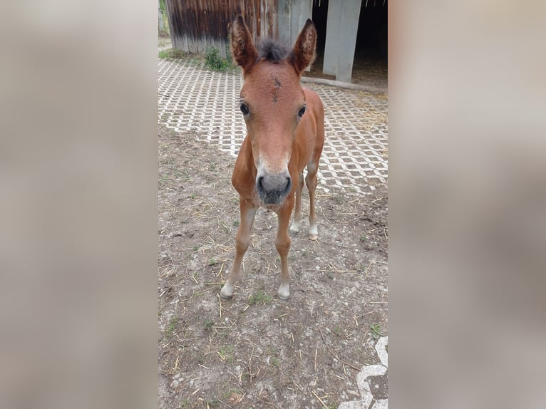 Cavallo Morgan Giumenta 1 Anno 150 cm Baio ciliegia in Oberstaufen