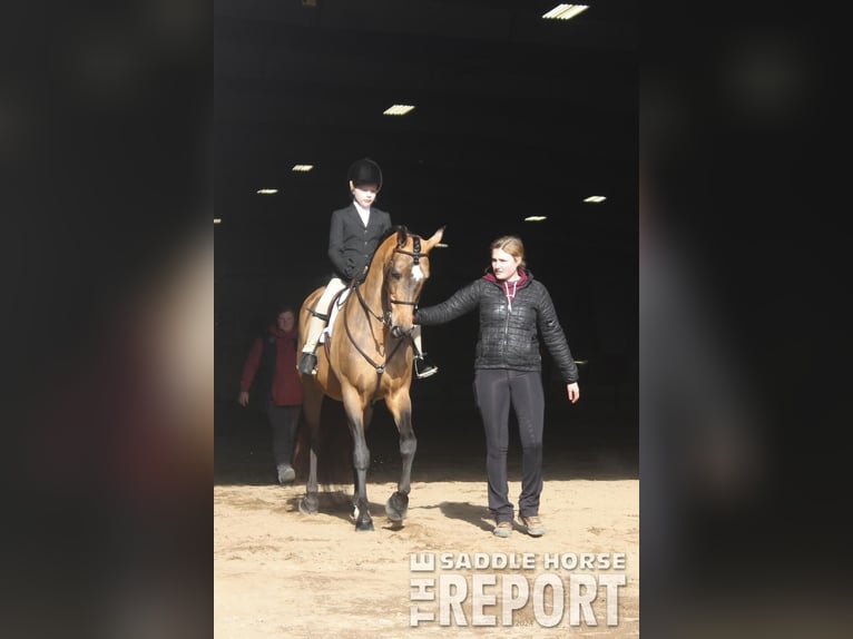 Cavallo Morgan Giumenta 20 Anni 152 cm Pelle di daino in Toledo