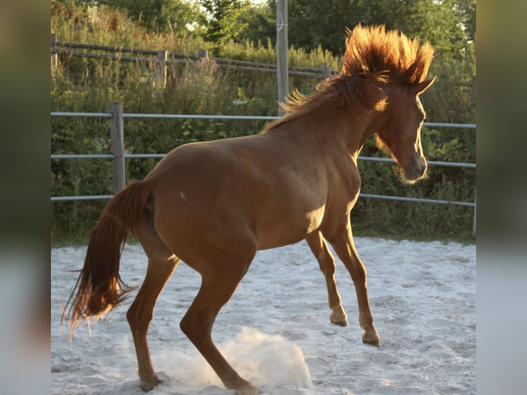 Cavallo Morgan Giumenta 2 Anni 154 cm Sauro in Nuth