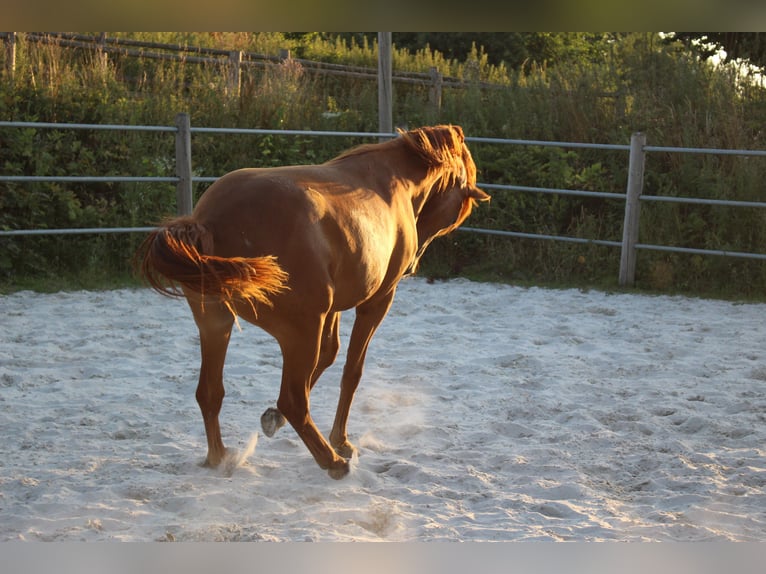 Cavallo Morgan Giumenta 2 Anni 154 cm Sauro in Nuth