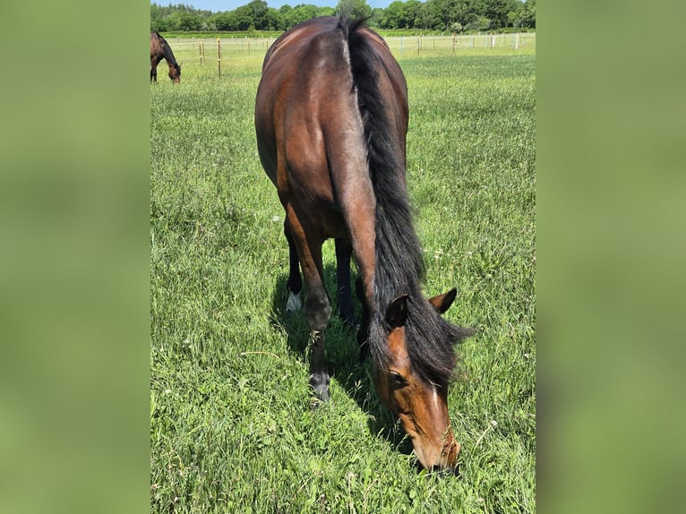 Cavallo Morgan Giumenta 4 Anni 152 cm Baio in Tetenhusen
