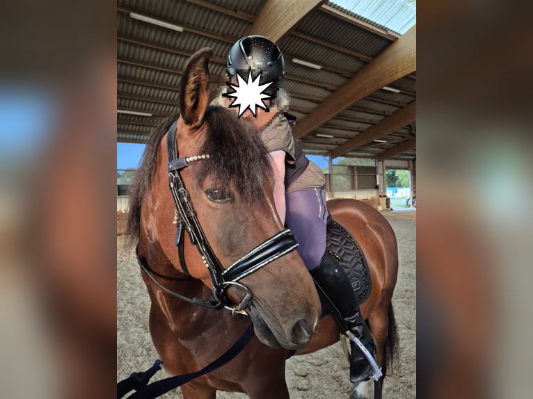 Cavallo Morgan Giumenta 4 Anni 152 cm Baio in Tetenhusen