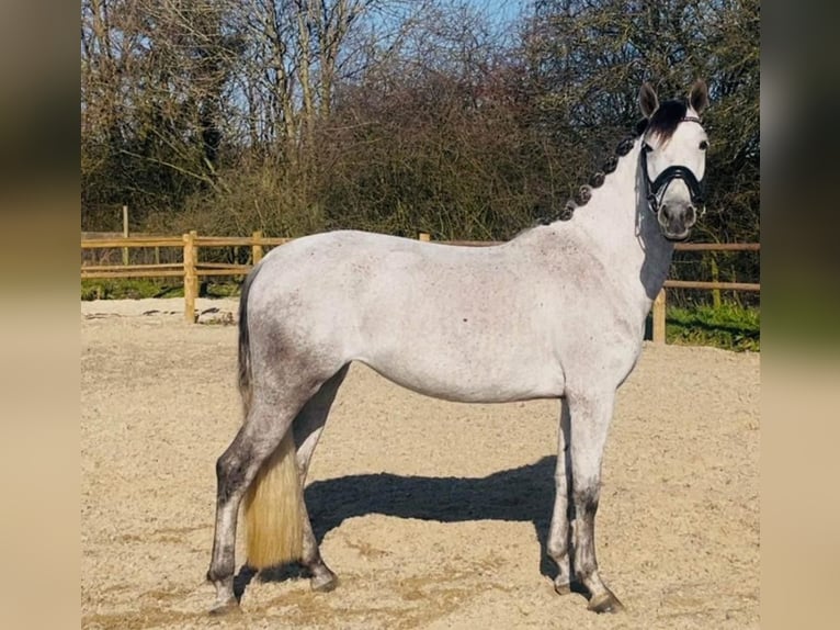 Cavallo Morgan Giumenta 6 Anni 60 cm Bianco in Austin