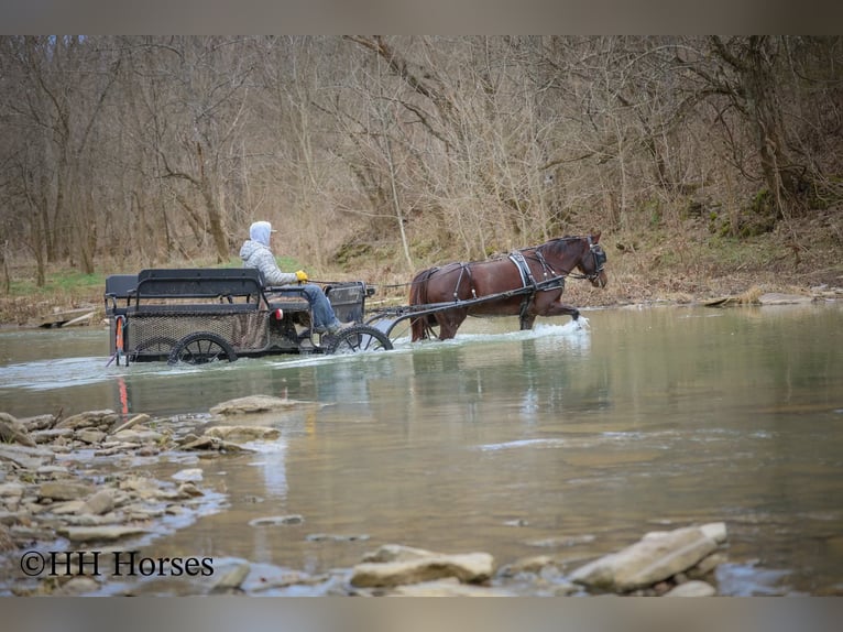 Cavallo Morgan Giumenta 8 Anni 150 cm Baio in Flemingsburg