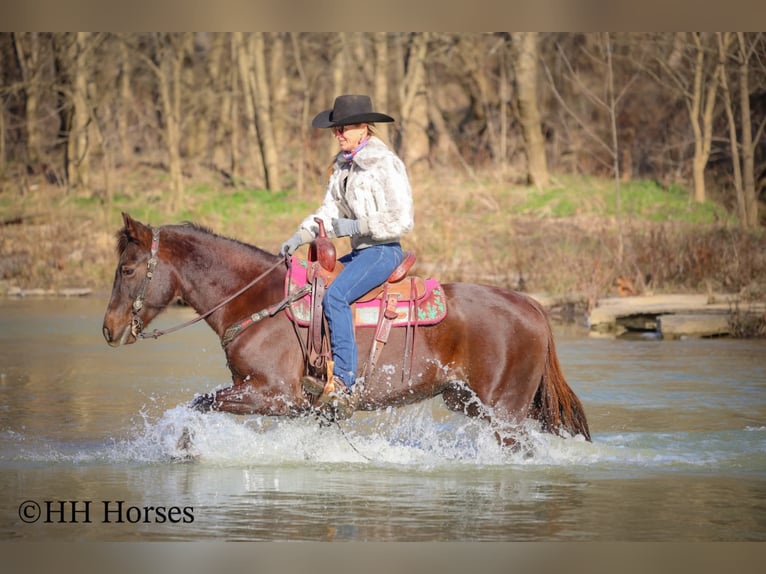 Cavallo Morgan Giumenta 8 Anni 150 cm Baio in Flemingsburg
