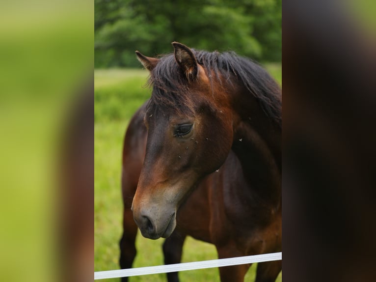 Cavallo Morgan Stallone 1 Anno 153 cm Baio scuro in Floh-Seligenthal