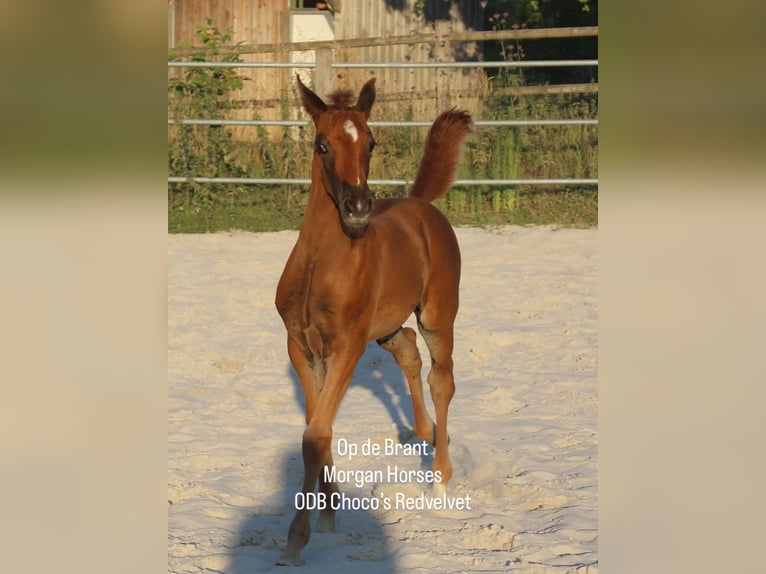 Cavallo Morgan Stallone 1 Anno 154 cm Grullo in Nuth