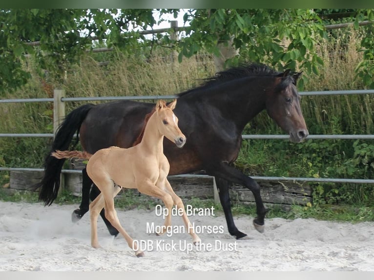 Cavallo Morgan Stallone 1 Anno 154 cm Grullo in Nuth