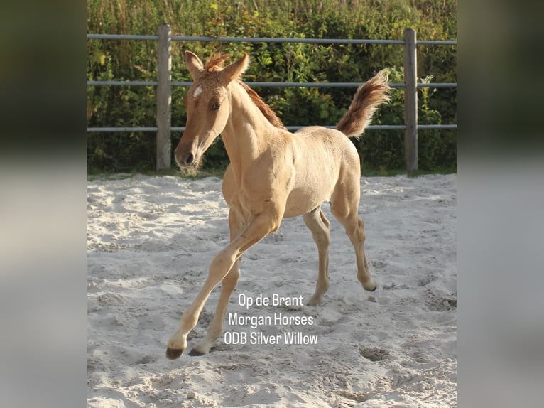 Cavallo Morgan Stallone 1 Anno 154 cm Grullo in Nuth