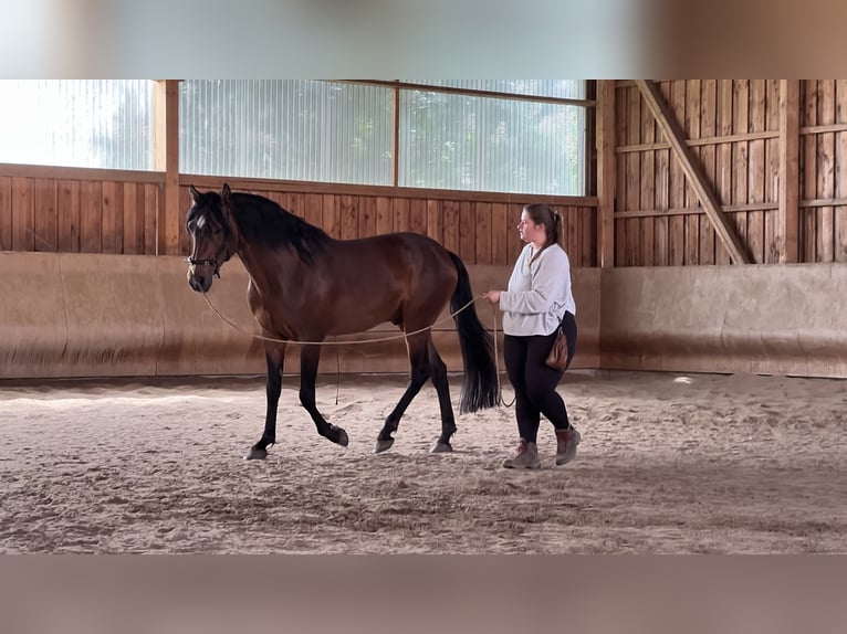 Cavallo Morgan Stallone 4 Anni 156 cm Baio scuro in Velpke