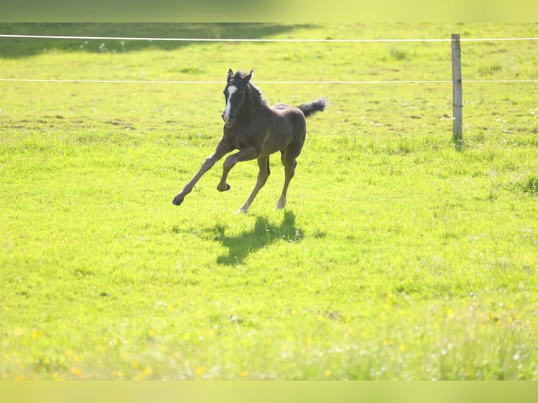Cavallo Morgan Stallone Puledri (05/2026) 157 cm Morello in Floh-Seligenthal