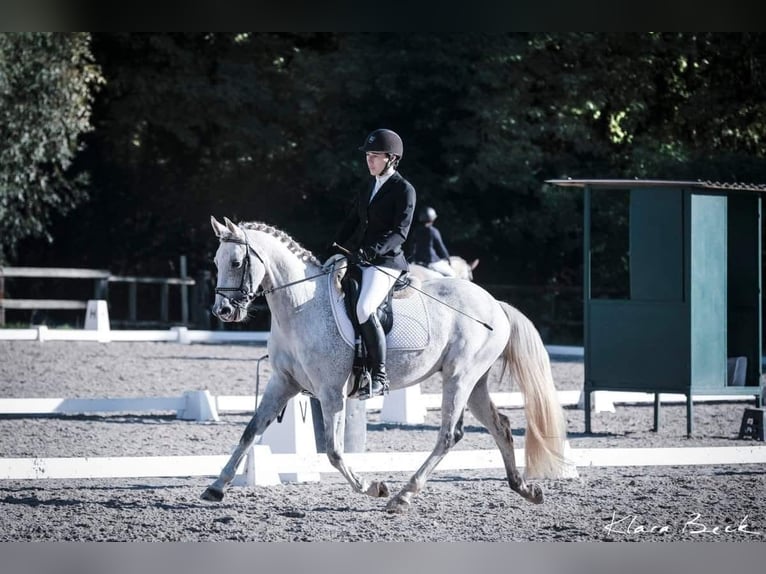 Cavallo sportivo belga Castrone 10 Anni 155 cm Grigio in Brumath