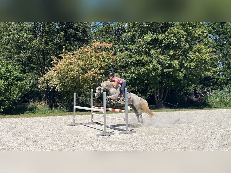 Cavallo sportivo belga Castrone 10 Anni 155 cm Grigio in Brumath