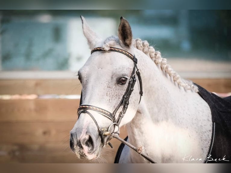 Cavallo sportivo belga Castrone 10 Anni 155 cm Grigio in Brumath