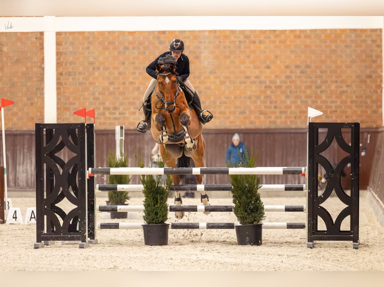 Cavallo sportivo belga Castrone 10 Anni 173 cm Baio in Skwierzyna